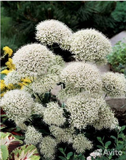 Трахелиум семена