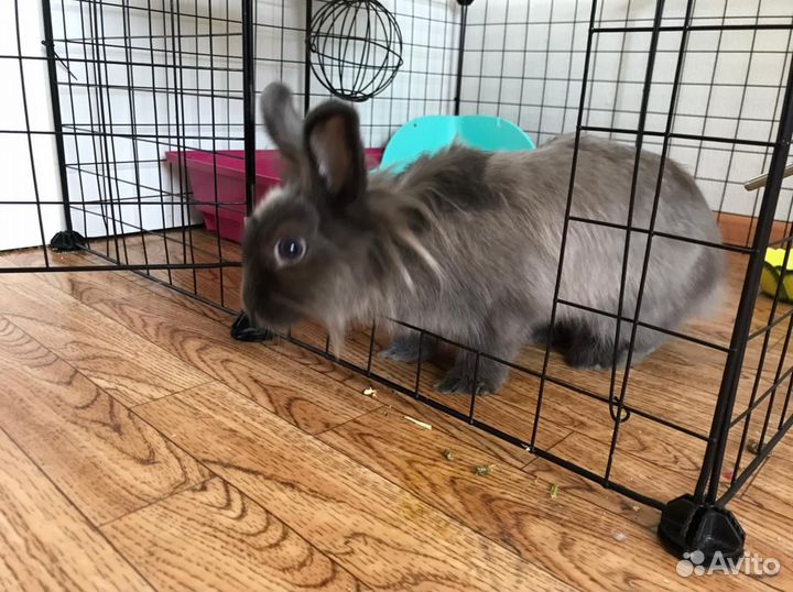 Декоративные кролики