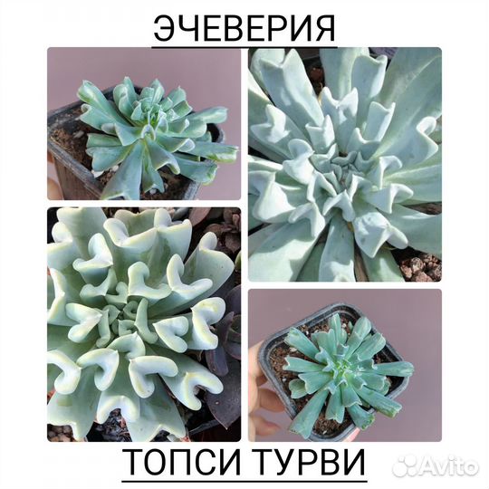 Эчеверия Топси-Турви