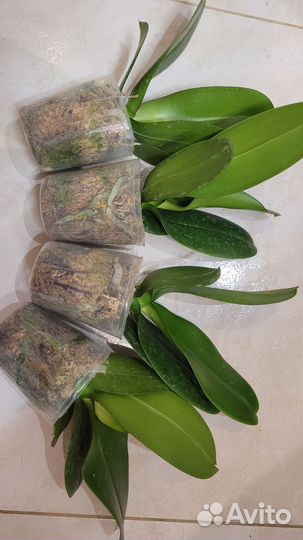 Орхидея фаленопсис