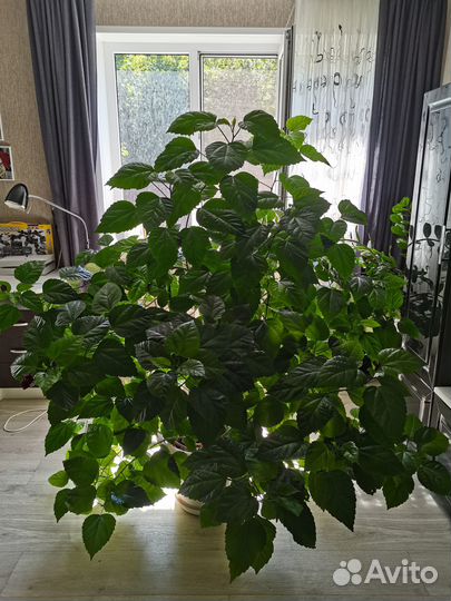 Продам комнатную розу