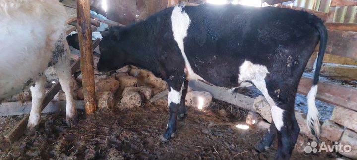 Корова, телки, бычки