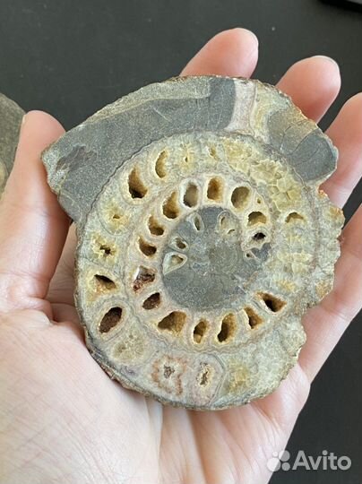 Аммонит редкий 8,4*7,7 см окаменелость минерал