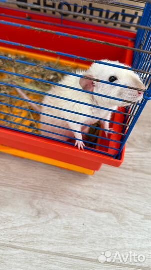 Крыса с клеткой