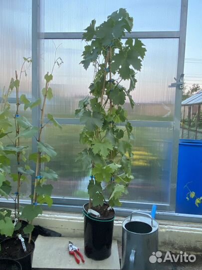 Саженцы винограда зимостойких сортов