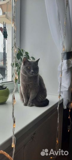 Кот британец