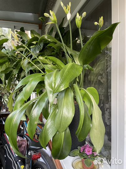 Эухарис амазонская Лилия