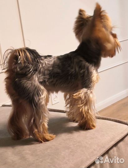 Йорк вязка мальчик