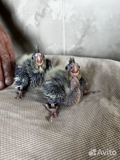 Птенцы корелла