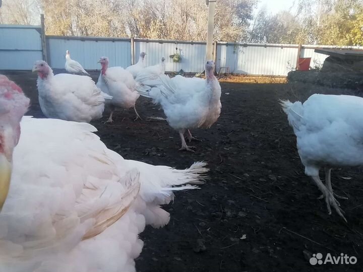 Молоко коровье, творог, сливки