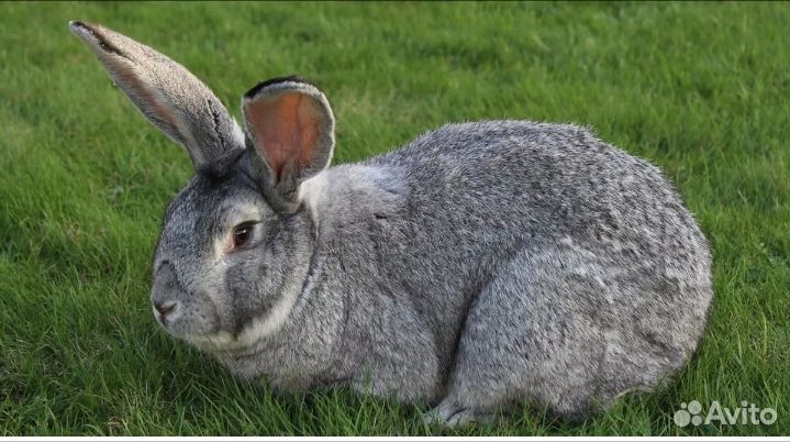 Продаются кролики на мясо и живые