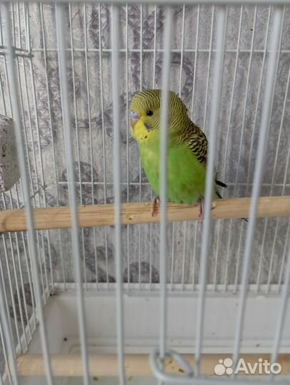 Волнистый попугай