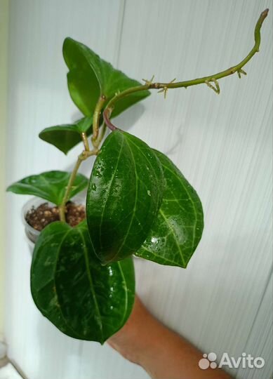 Хойя. Разные. 2