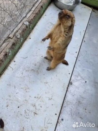 Сурок байбак