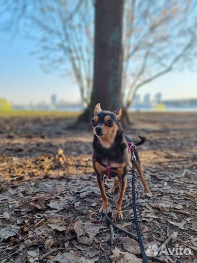 Передержка в семью одним животным