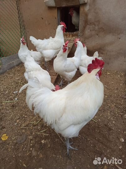 Инкубационное яйцо брессгалльских и синь-синь-дянь