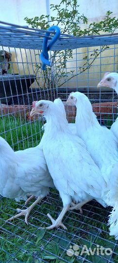 Куры домашние 