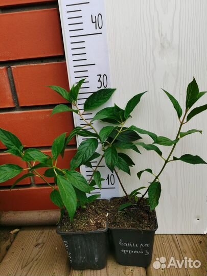 Гортензии метельчатые