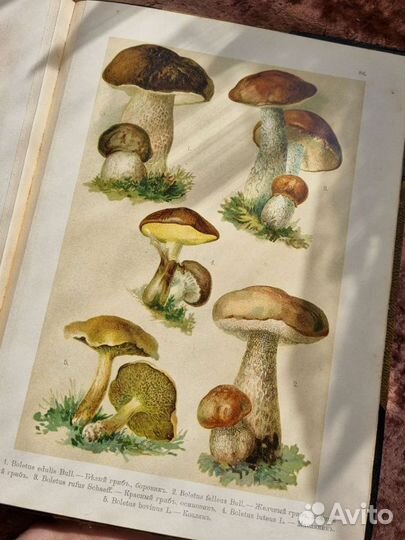 Хромолитографии Ботанический Атлас Девриен