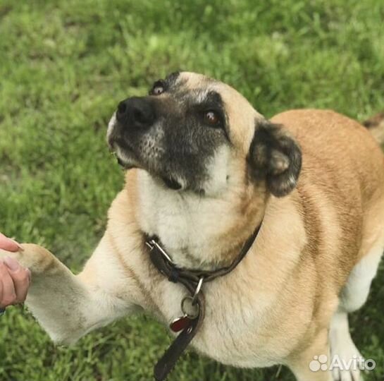 Собака в частный дом. Злата