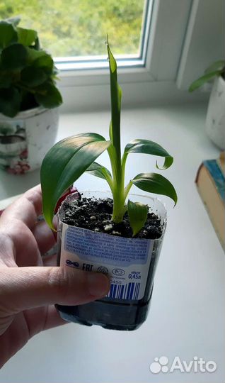 Банановая пальма тропикана