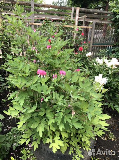 Дицентра великолепная («разбитое сердце»)