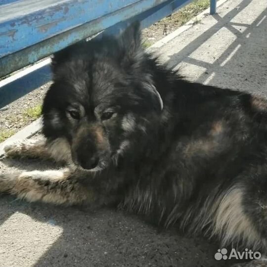 Молодой пёс в добрые руки