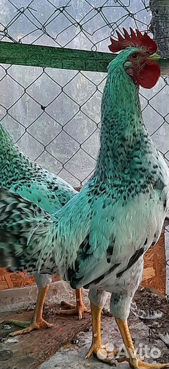 2 молодых петушка породы барковская барвистая