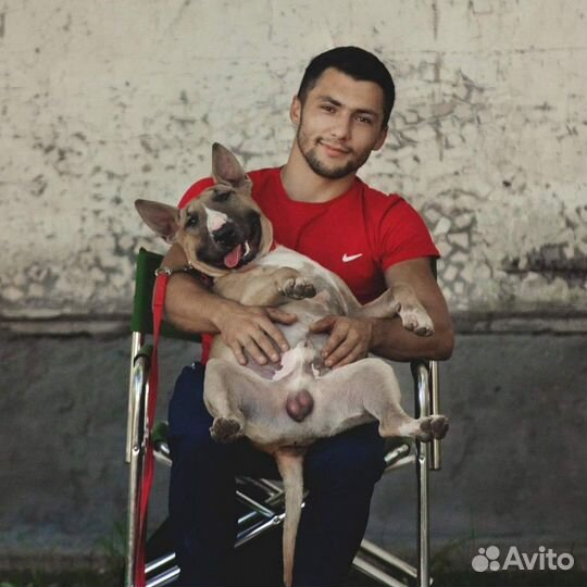 Бультерьер вязка