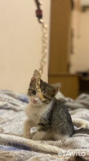 Отдам котенка мальчика