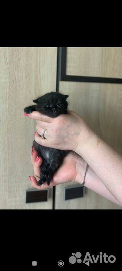 Кошка британская