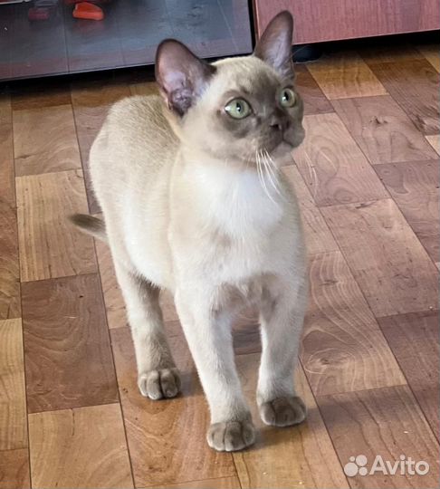 Бурманская