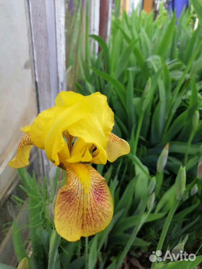 Сортовые цветы (тюльпаны,ирисы, гладиолусы, флоксы