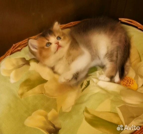 Британские котята