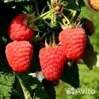 Малина сорт Обильная