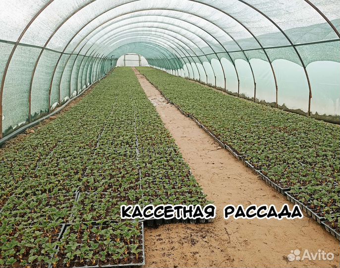 Рассада клубники