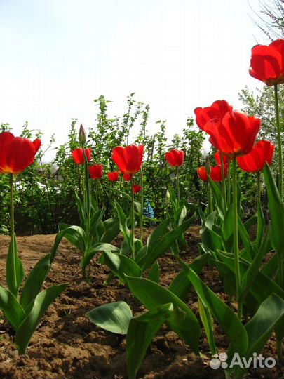 Тюльпаны всем, кто любит украшать