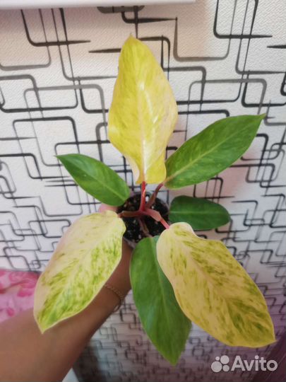 Филодендроны