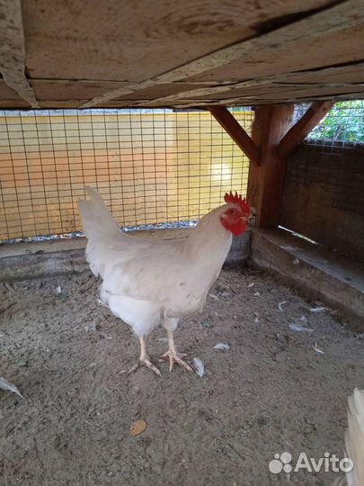 Куры молодки