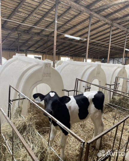 Бычки. Телята