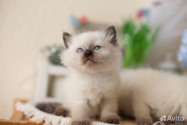 Невские маскарадные котята в спб