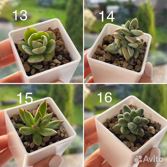 Суккуленты, мини-садики, композиции