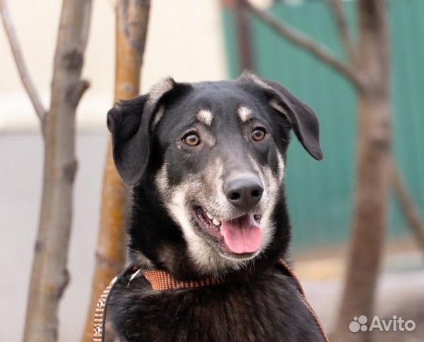 Скромный Ламар в добрые руки