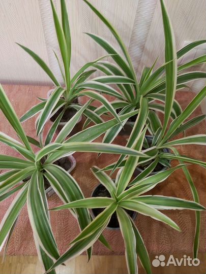 Гортензия Традесканция Хлорофитум