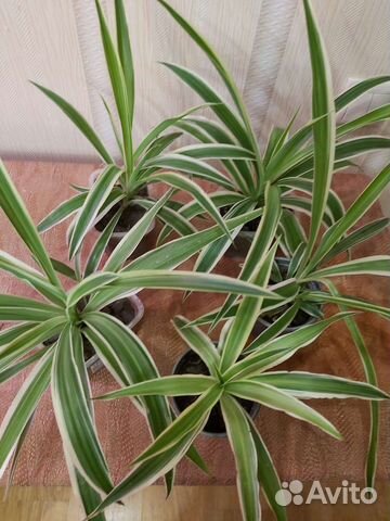 Гортензия Традесканция Хлорофитум