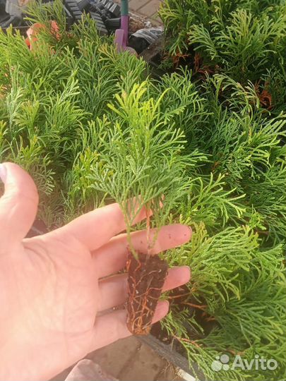 Туя Смарагд