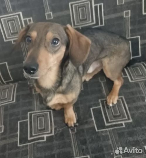 Такса в добрые руки