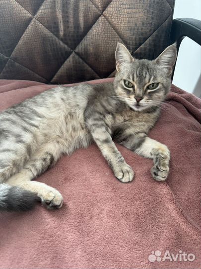 Кошка