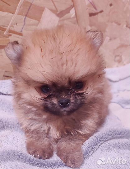 Шпиц померанский