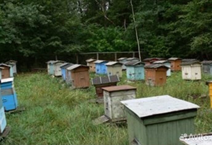 2023 года Мёд Алтайский опт